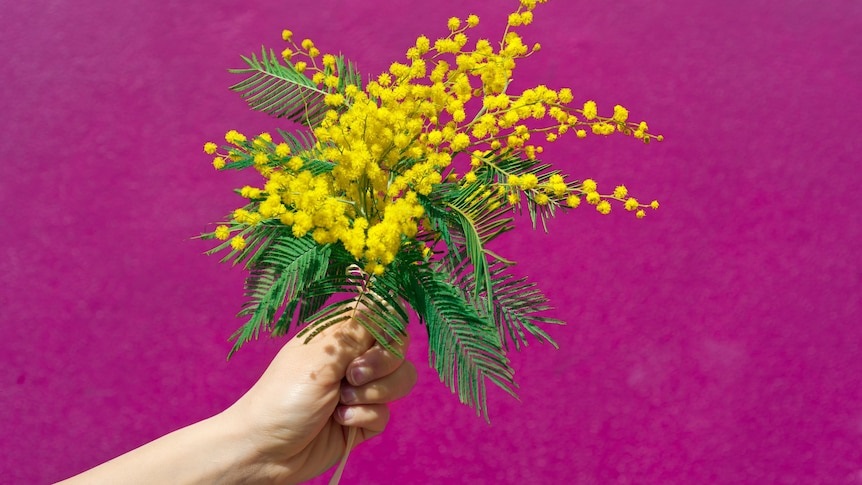 SEPTEMBER-Wattle-with-pink-background.jpg