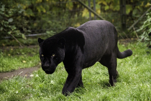 March - Black-Panther-Animal-featured-image.jpg