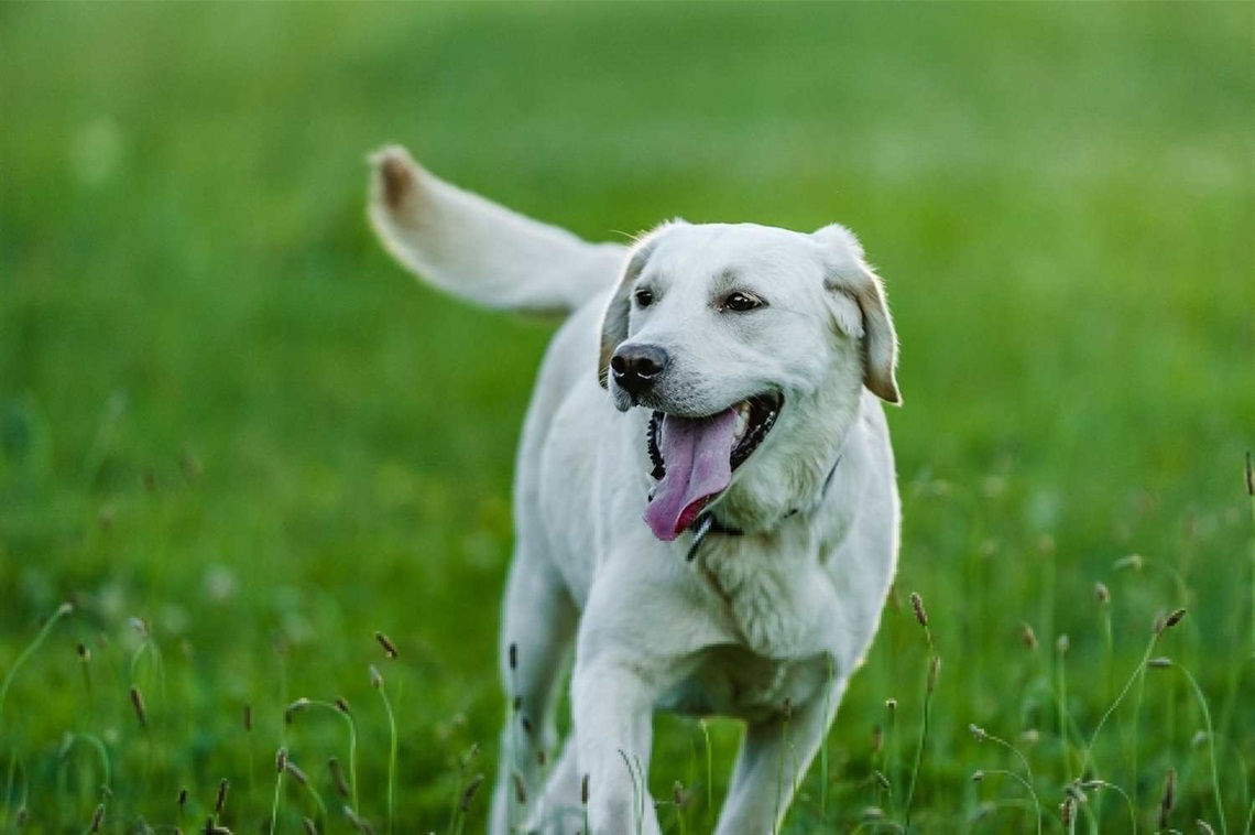 Image of dog running on grass