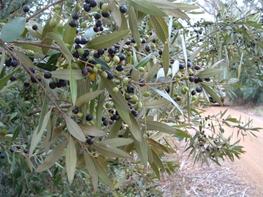 African Olive
