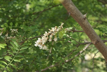 Black Locust