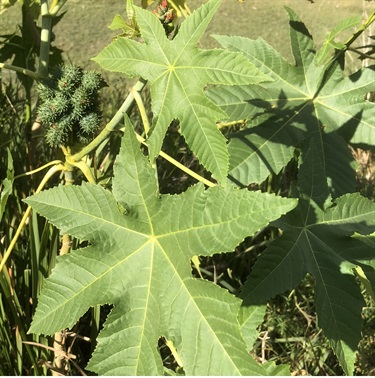 Castor Oil Plant