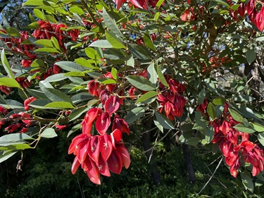 Cockspur Coral Tree