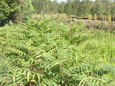 Tree of Heaven