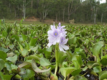 Water Hyacinth