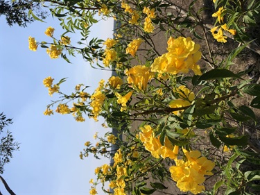 Yellow Bells