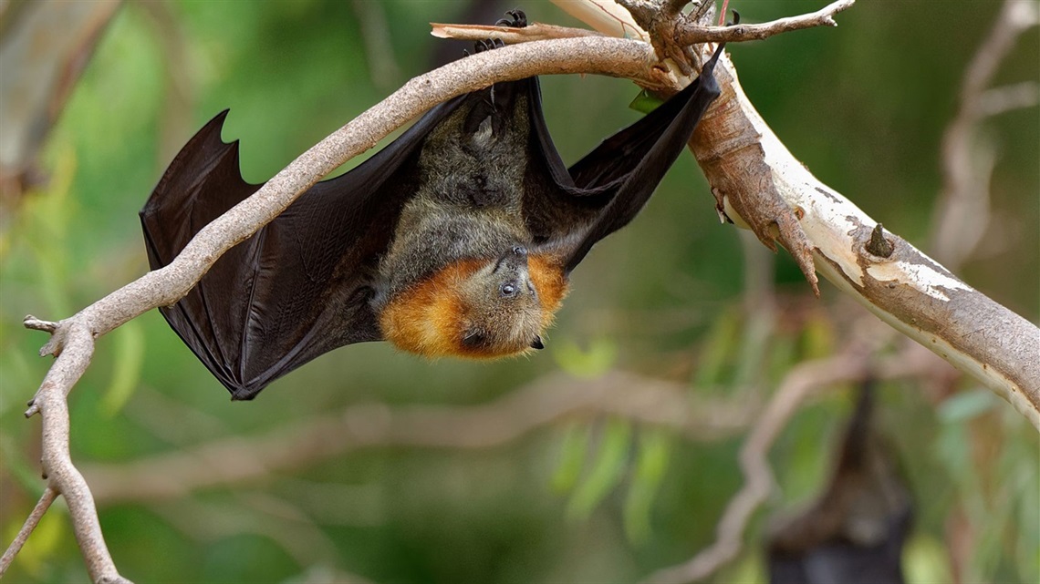 Flying-fox pictured.