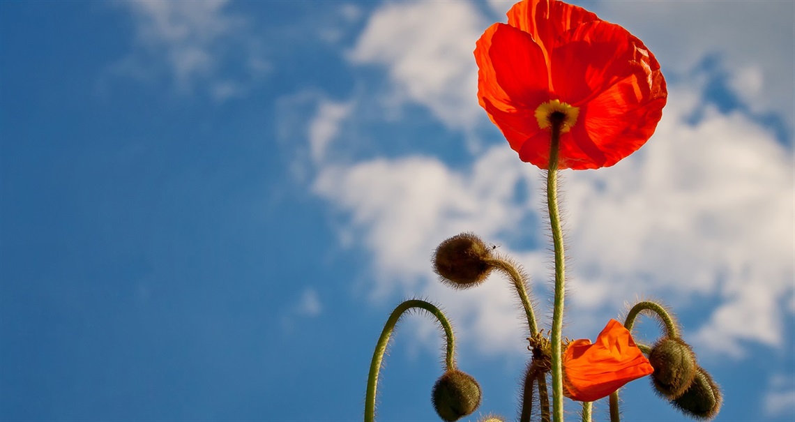 Image of a red poppy flower