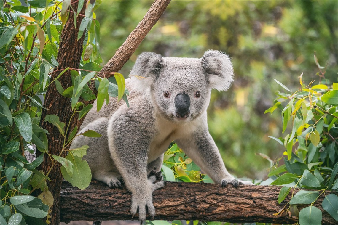 iStock-1326007751_koala_bush.jpg