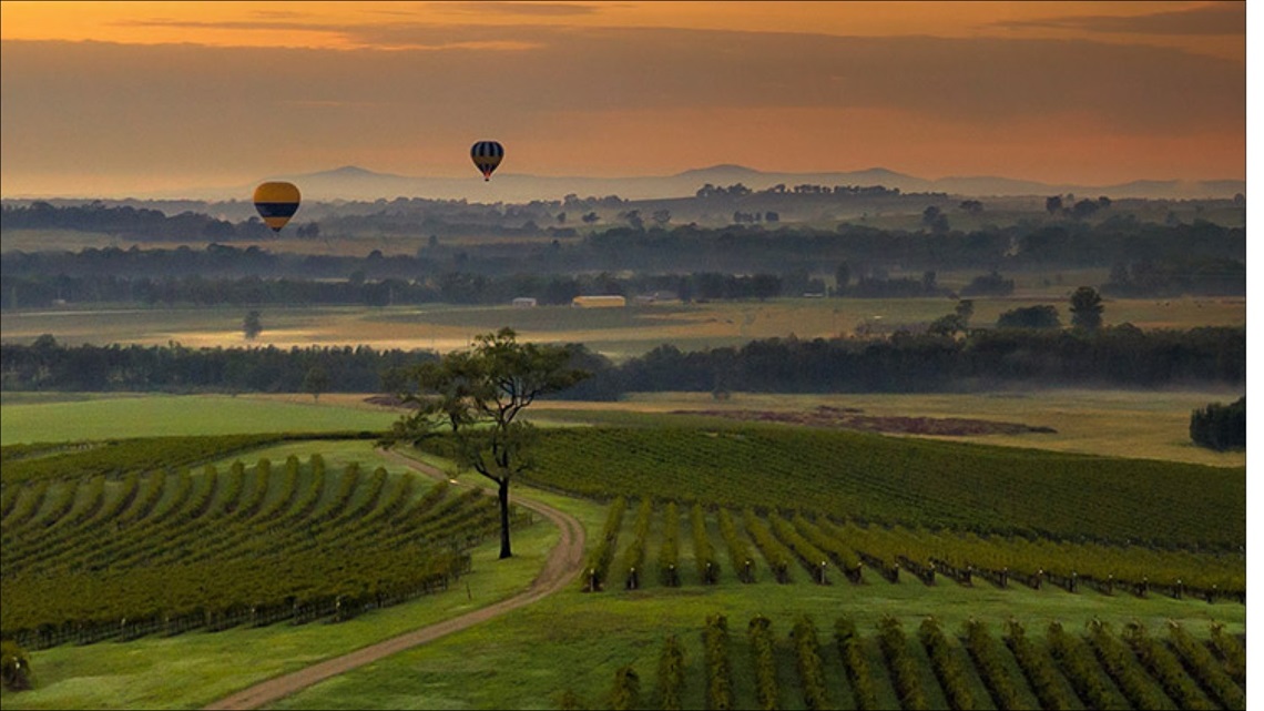 Photo of Pokolbin Vineyards with hot air balloons flying over head.