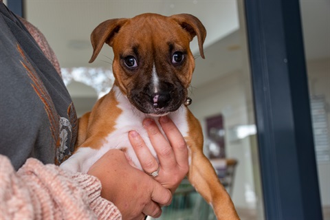 Image description: Puppy being held.