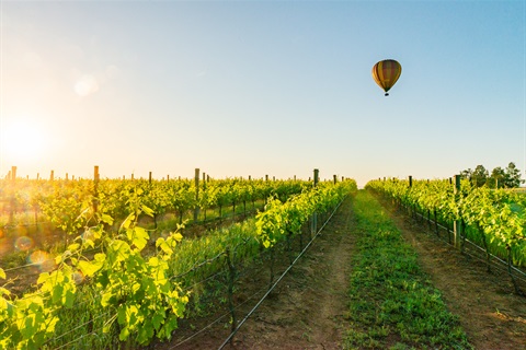 Balloon Aloft_Flying Over Vineyard_2022.jpg